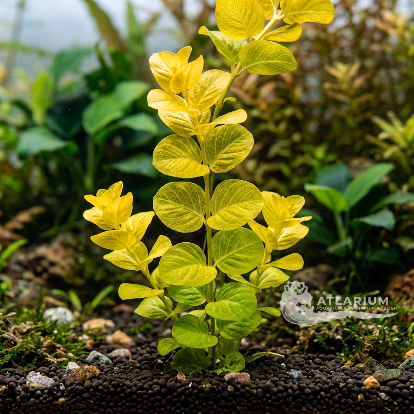 Lysimachia nummularia 'Aurea' (Lysimachia nummularia 'Aurea')