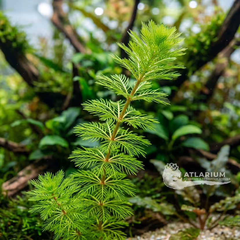 Myriophyllum mattogrossense (Myriophyllum mattogrossense)