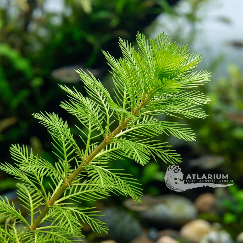 Myriophyllum propinum (Myriophyllum propinum)