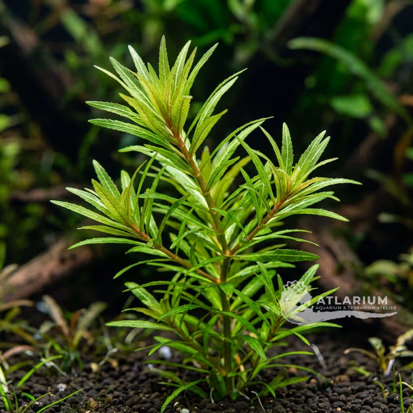 Najas sp. "Roraima"