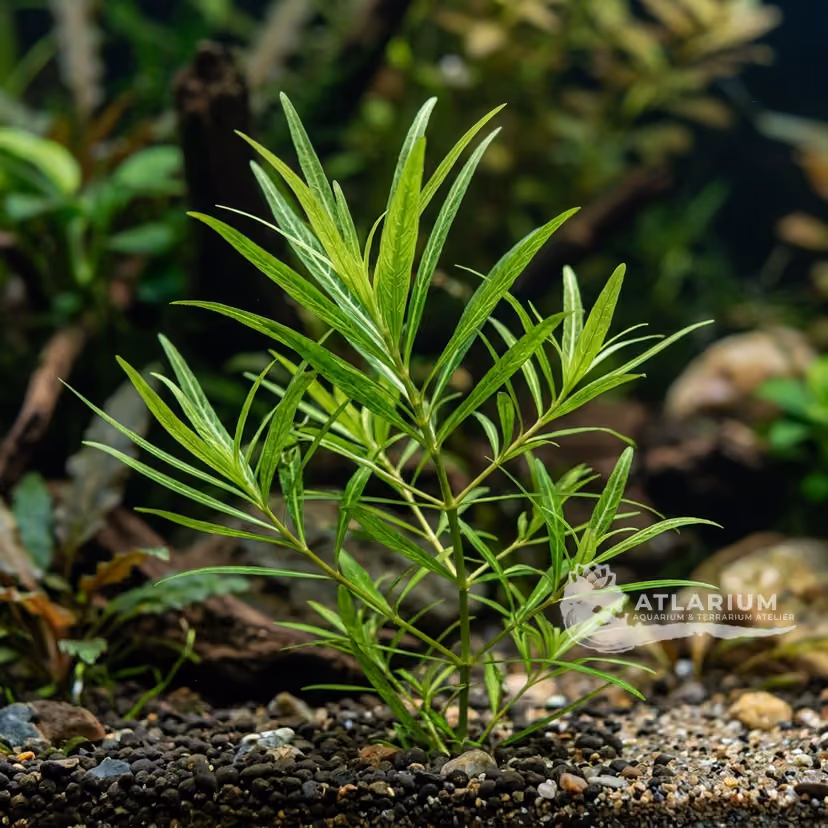 Nechamandra alternifolia subsp. angustifolia