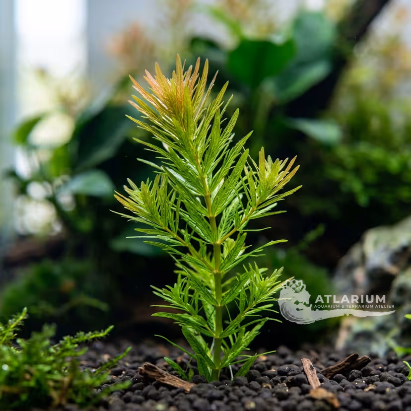 Rotala hippuris (Rotala hippuris)