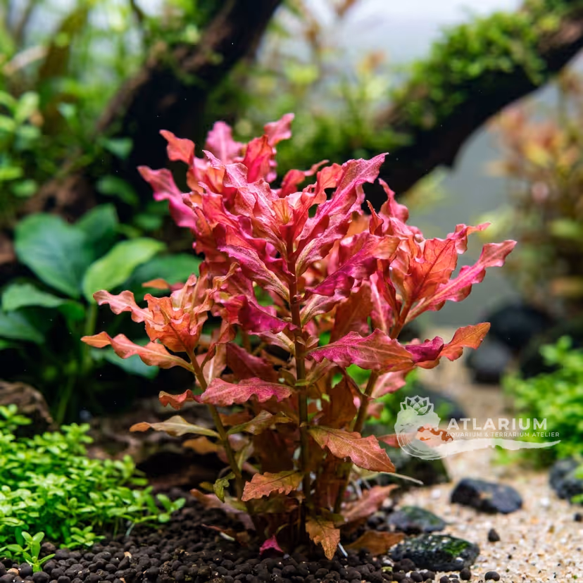 Rotala macrandra 'Wavy'