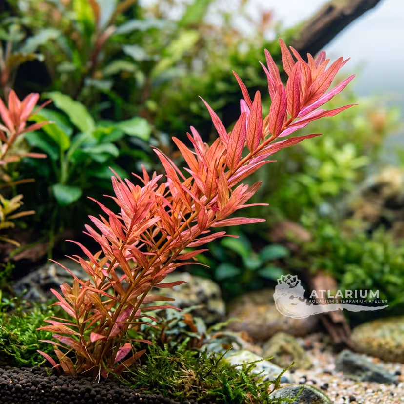 Rotala mexicana "Araguaia"
