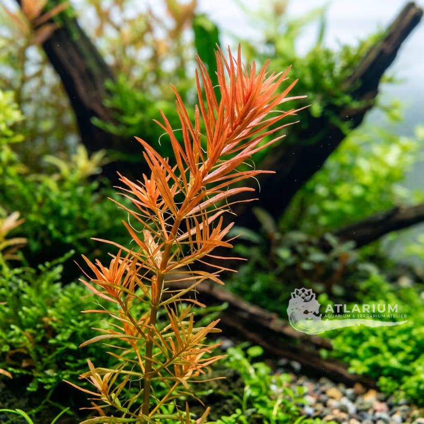 Rotala mexicana "Goiás"