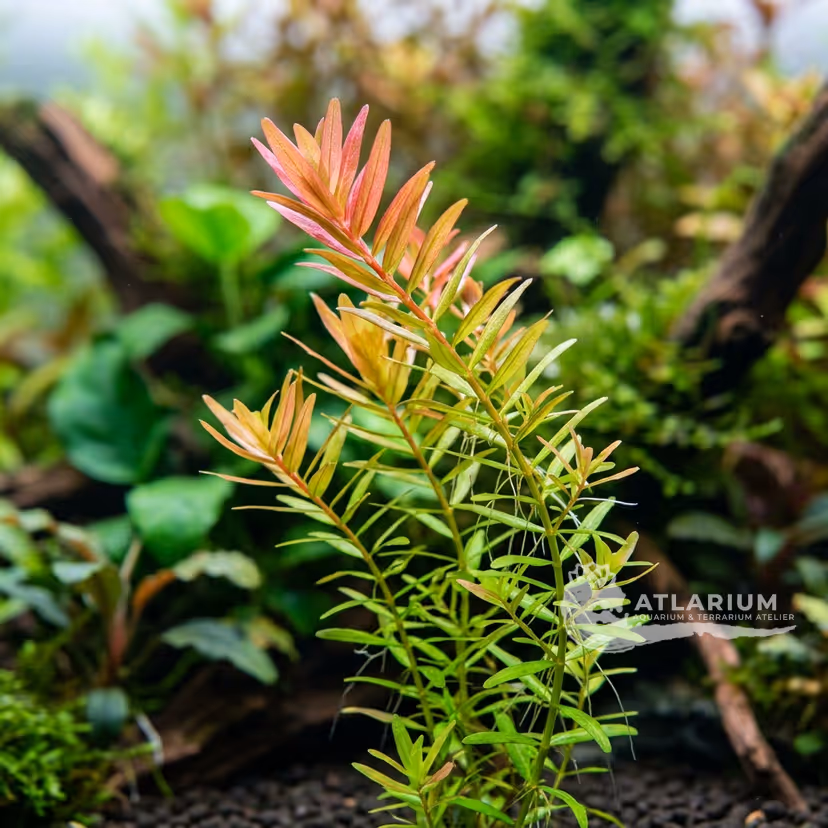 Rotala ramosior