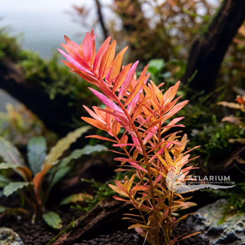 Rotala ramosior "Sunset"
