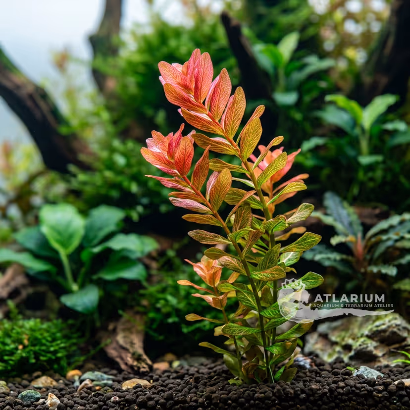 Rotala rotundifolia 'Ceylon'