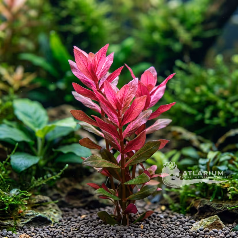 Rotala rotundifolia 'Colorata'