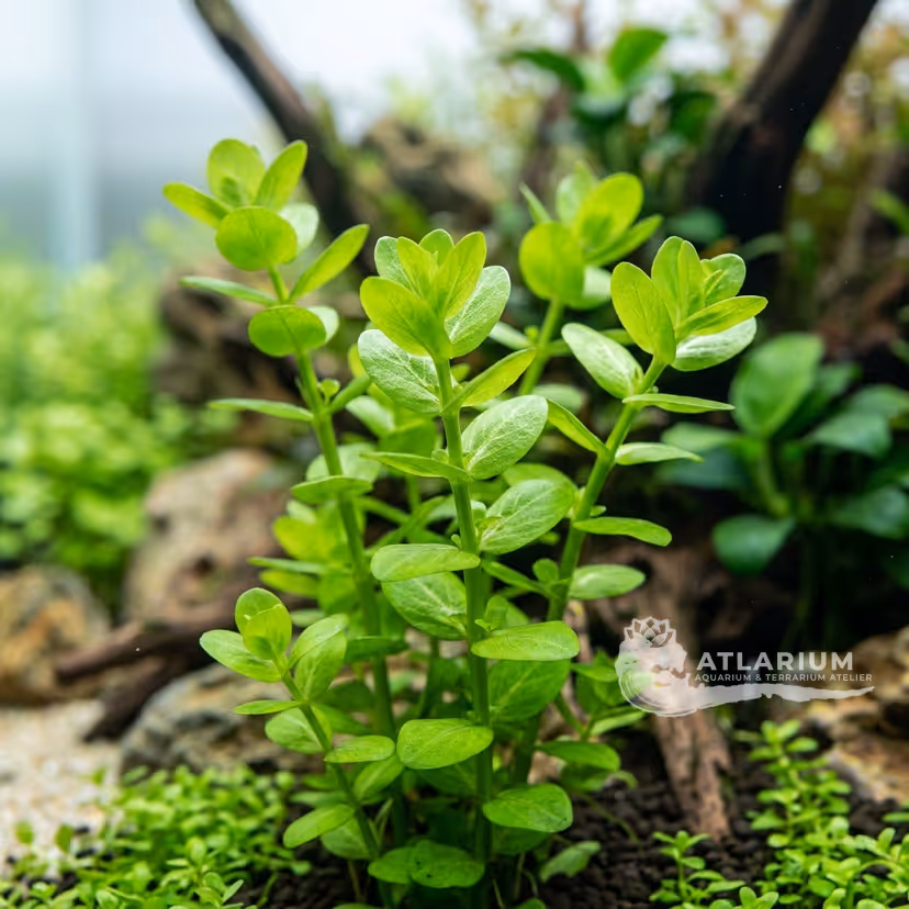 Rotala rotundifolia 'Green'