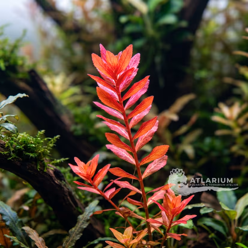 Rotala rotundifolia "H'Ra" ("Gia Lai")
