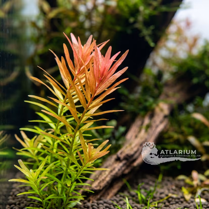 Rotala sp. "Araguaia"