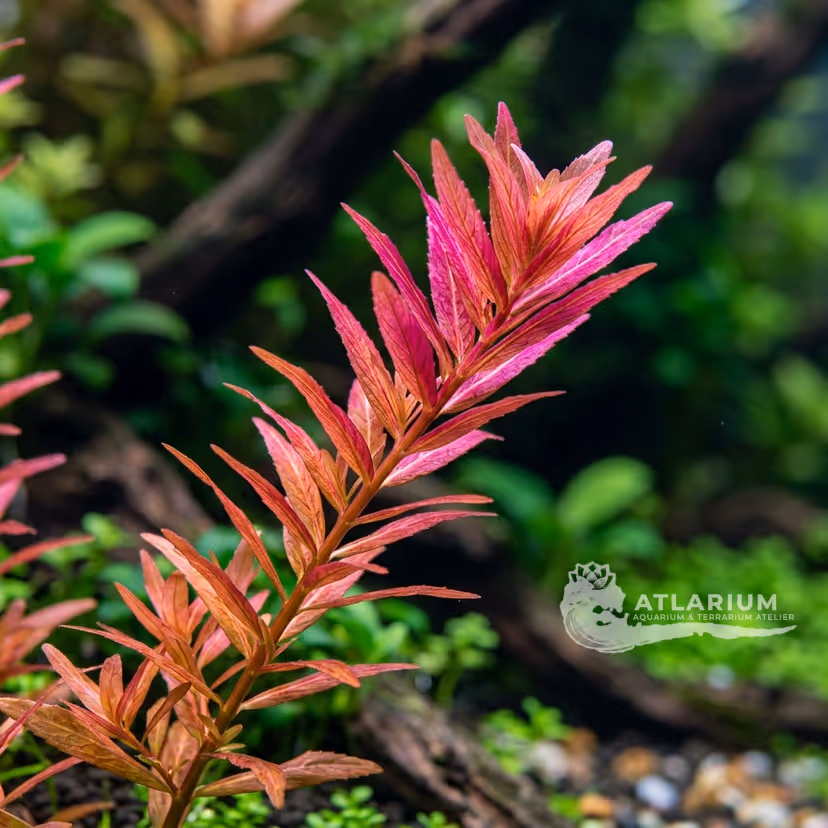 Rotala sp. 'Colorata'