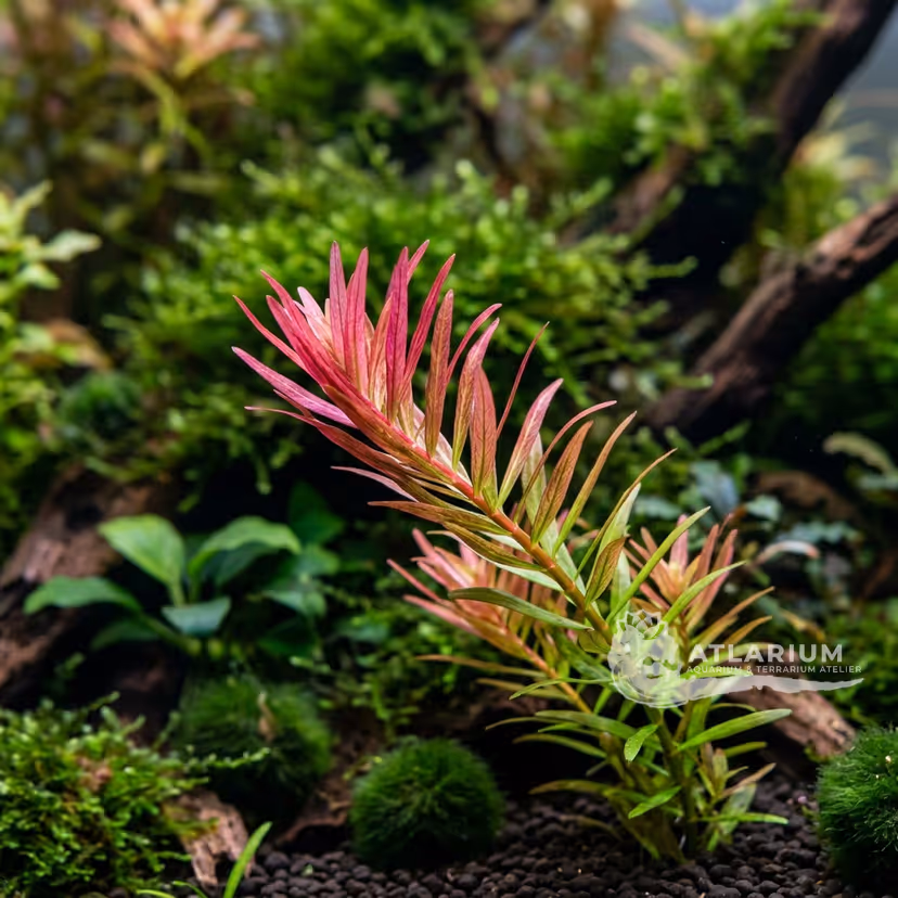 Rotala sp. 'Enie'