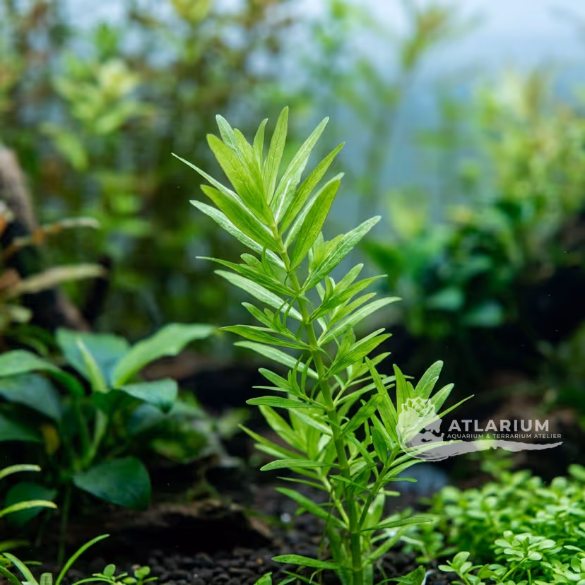 Rotala sp. 'Green'