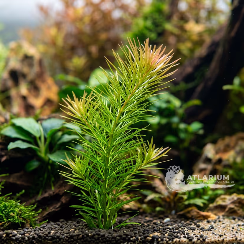 Rotala sp. ''Nanjenshan''