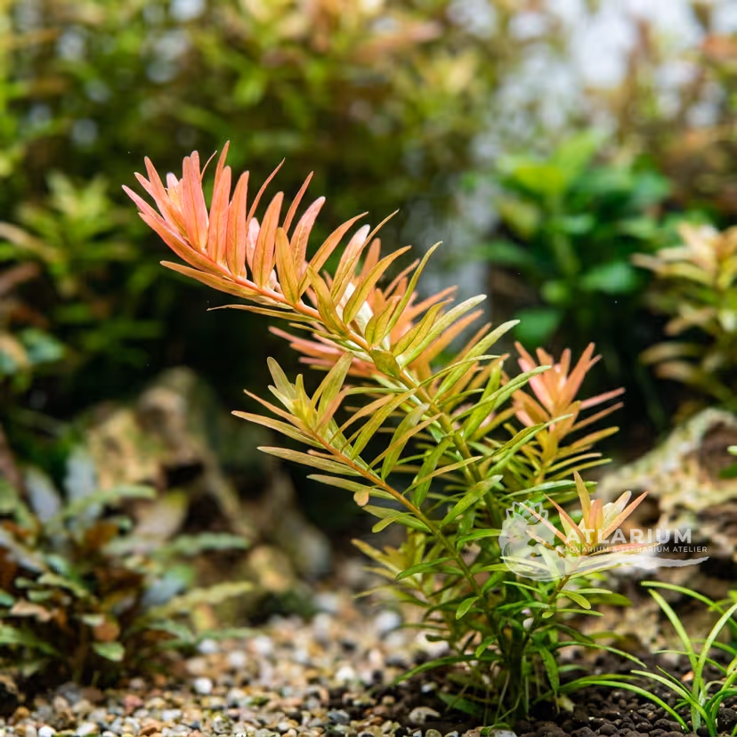 Rotala sp. 'Vietnam'