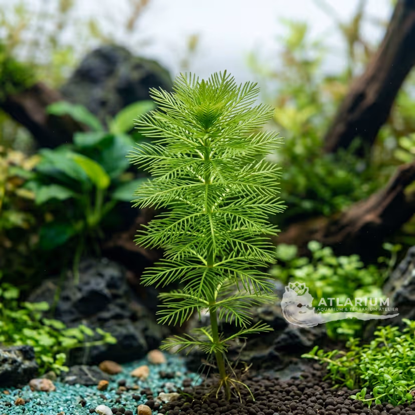 Rotala verticillaris