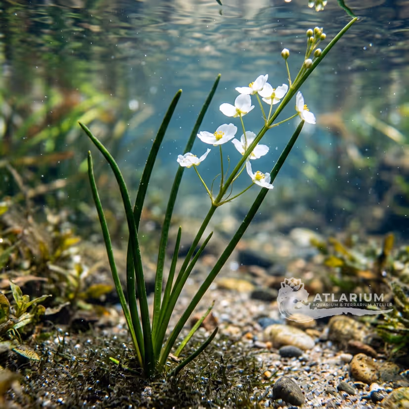 Sagittaria terres