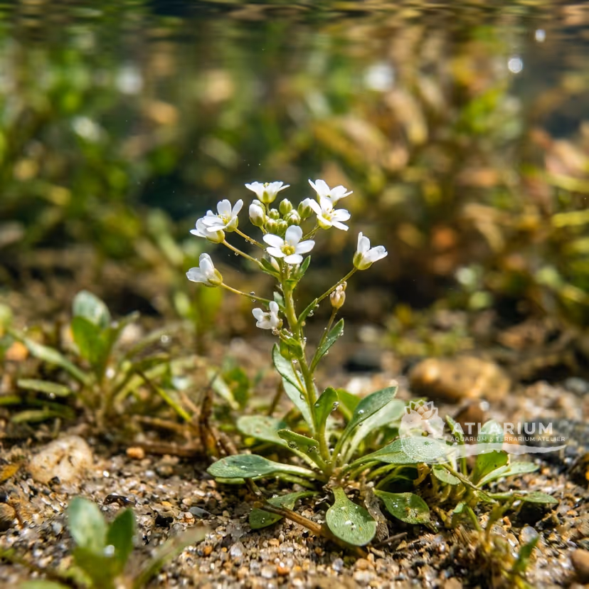 Samolus parviflorus (Samolus parviflorus)