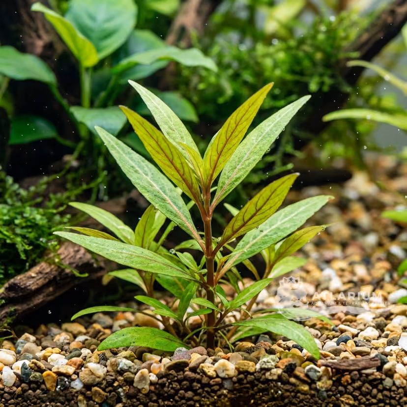 Staurogyne stolonifera