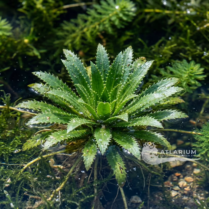 Stratiotes aloides