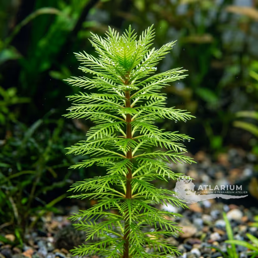 Tonina sp. 'Belém' (Tonina sp. 'Belém')