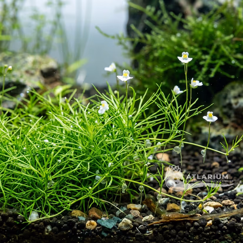 Utricularia graminifolia (Utricularia graminifolia)