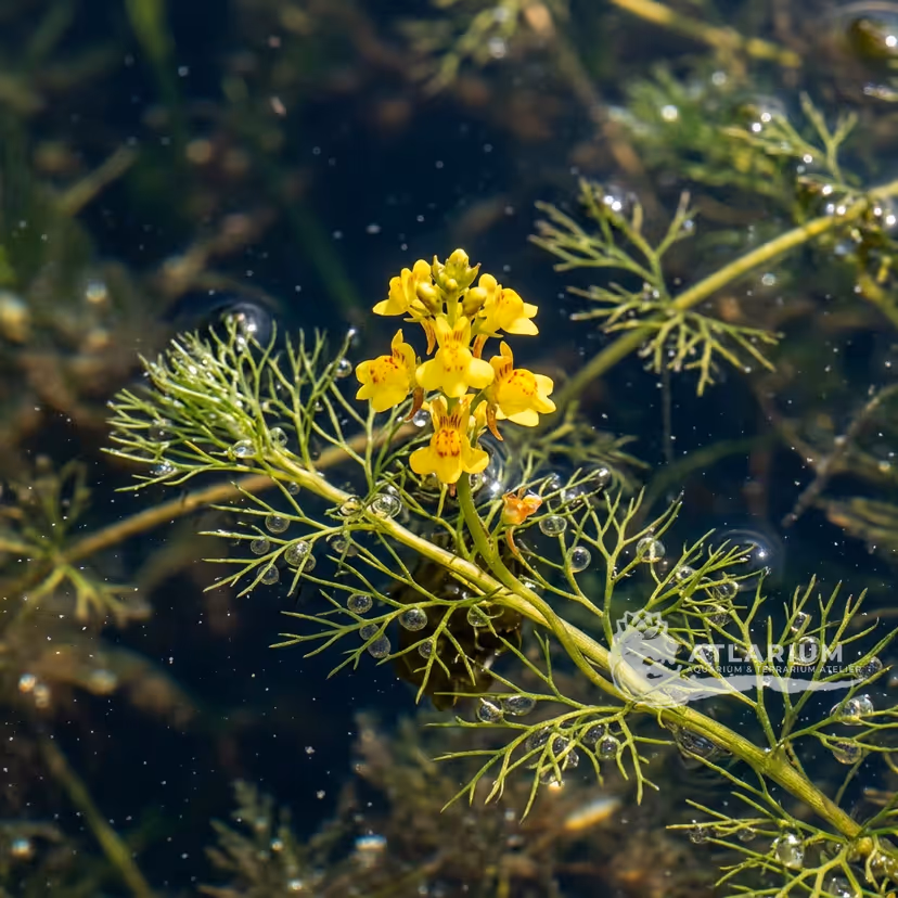 Utricularia inflexa (Utricularia inflexa)