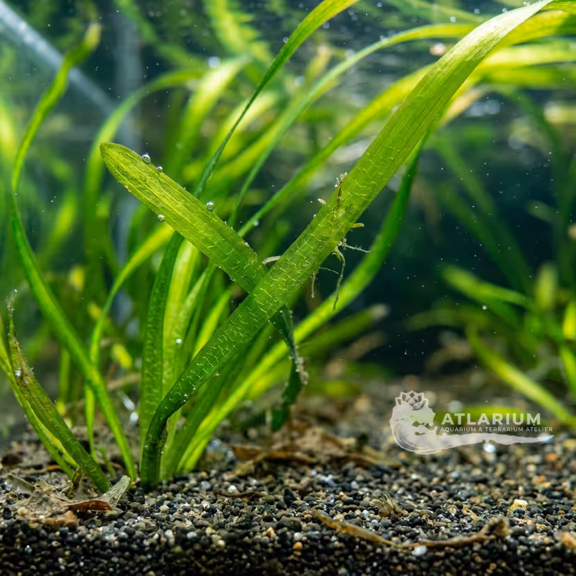Vallisneria americana