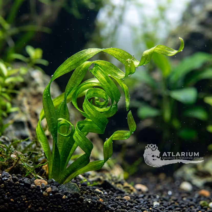 Vallisneria americana 'Mini Twister'