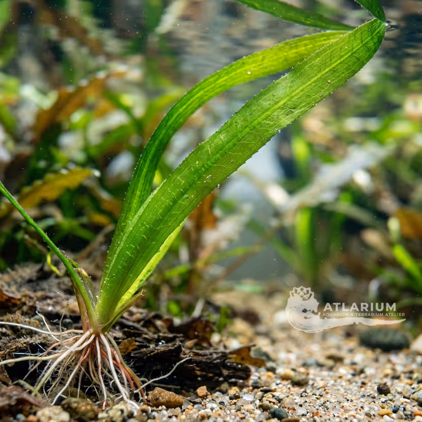 Vallisneria australis