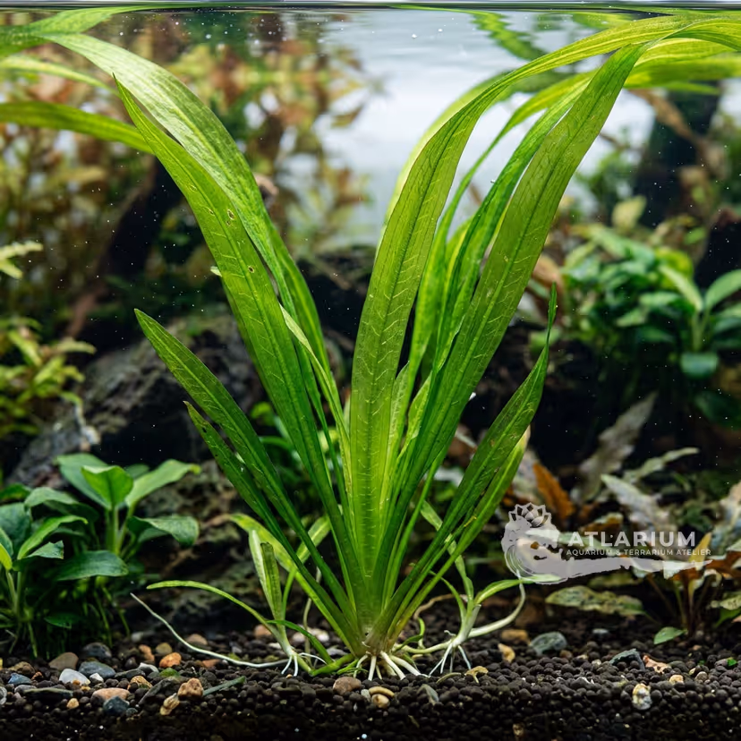Vallisneria gigantea