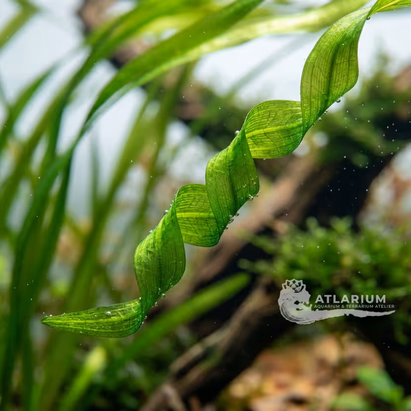 Vallisneria gigantea 'Curly'