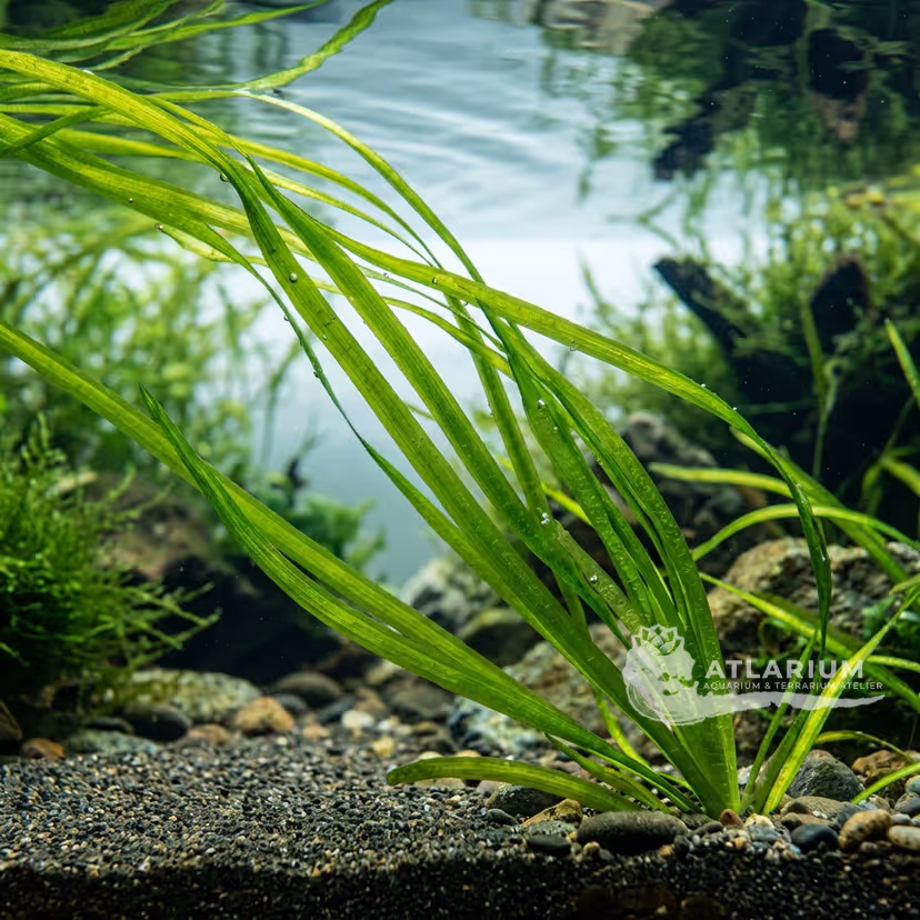 Vallisneria natans