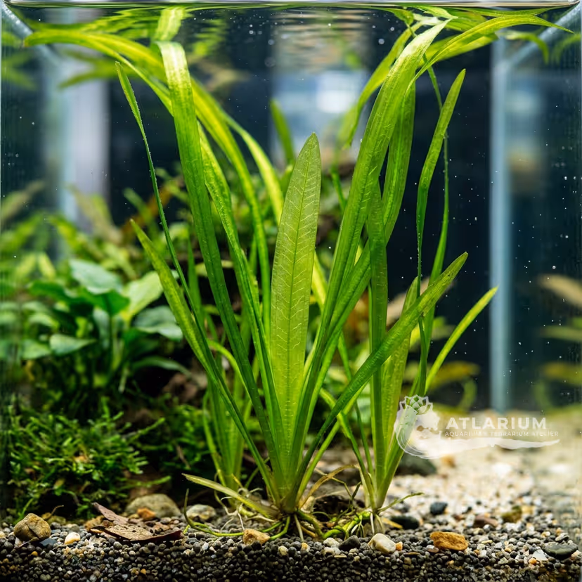 Vallisneria neotropicalis