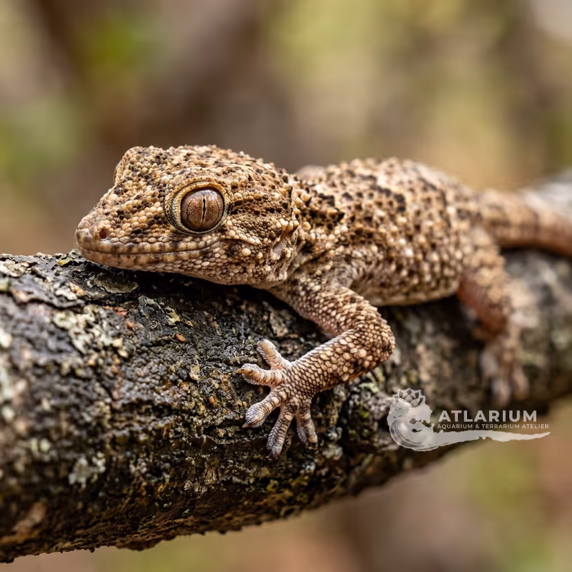 Geco dalle Dita Grosse di Turner (Chondrodactylus turneri)