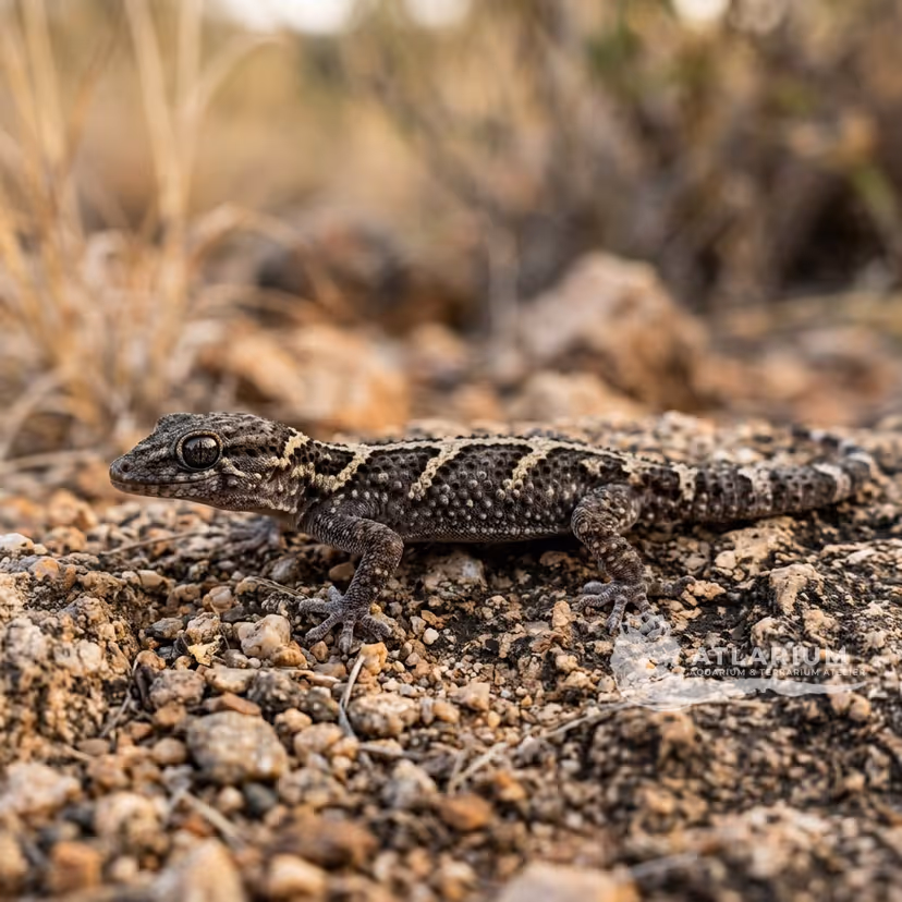 Geco del Legno (Diplodactylus vittatus)