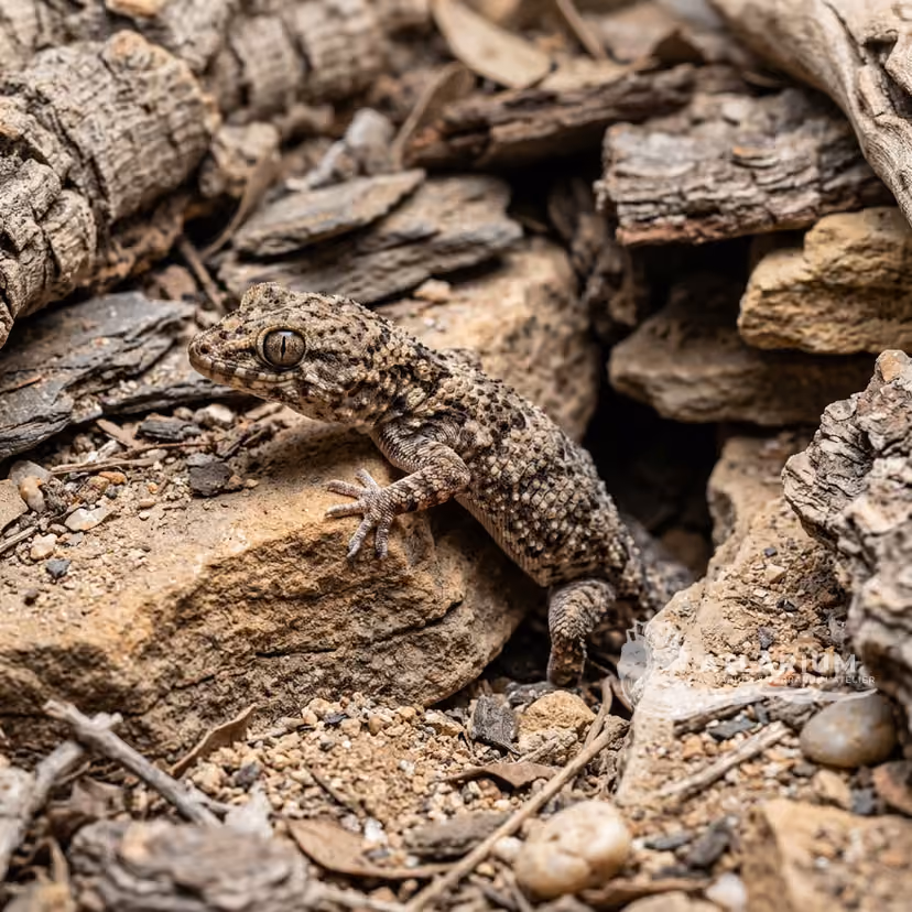 Viper Gecko