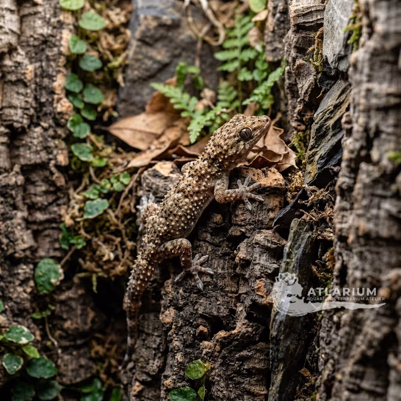 Mediterranean house gecko (Hemidactylus turcicus)