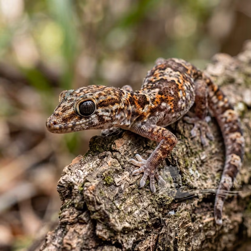 Ocellated velvet gecko