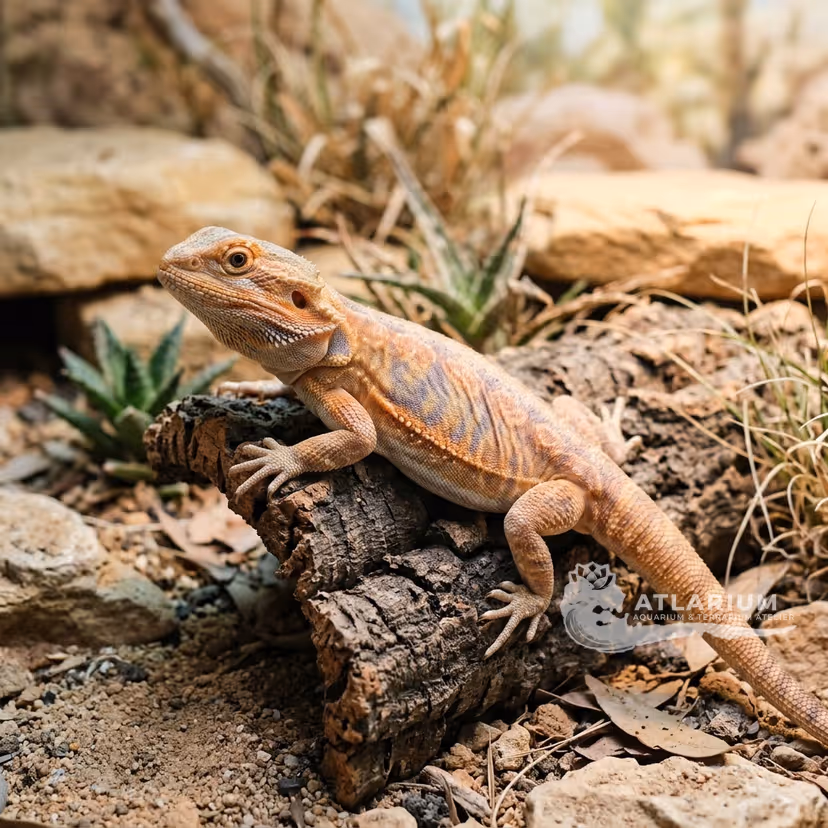Bearded Dragon (Silkback) (Pogona vitticeps "Silkback")