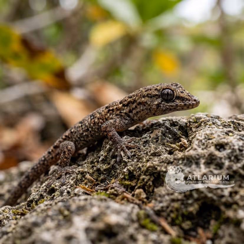Reef Gecko (Sphaerodactylus notatus)