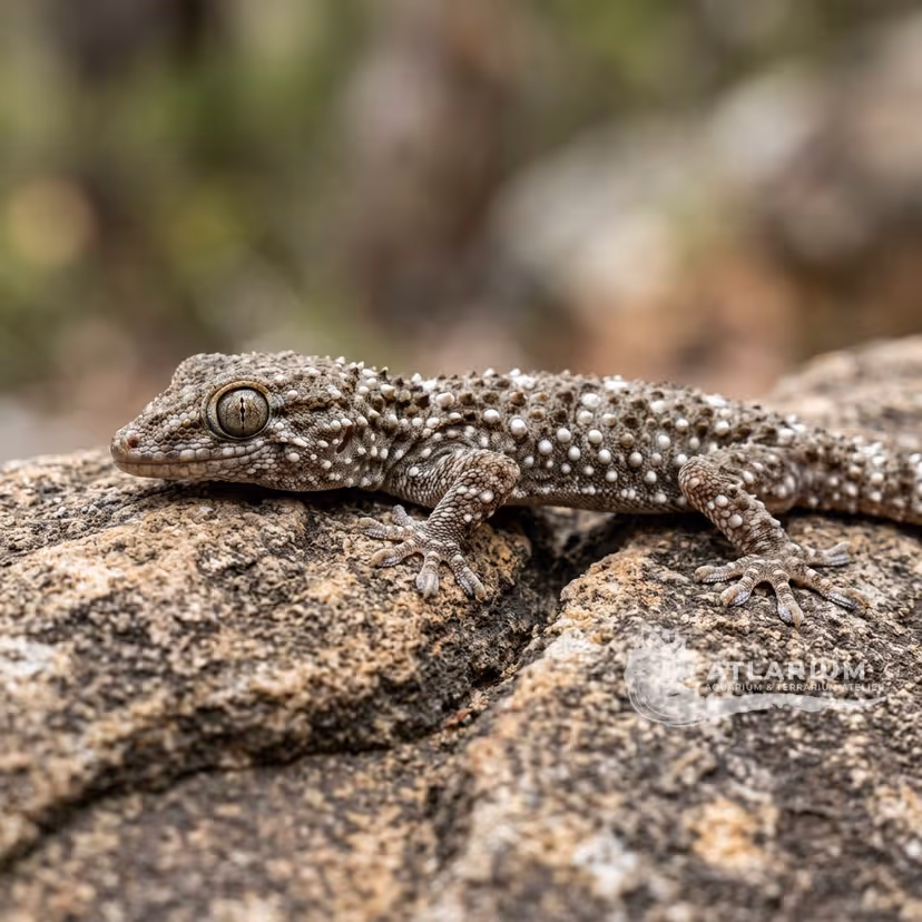 Geco de Muro de Cuatro Puntos (Tarentola annularis)