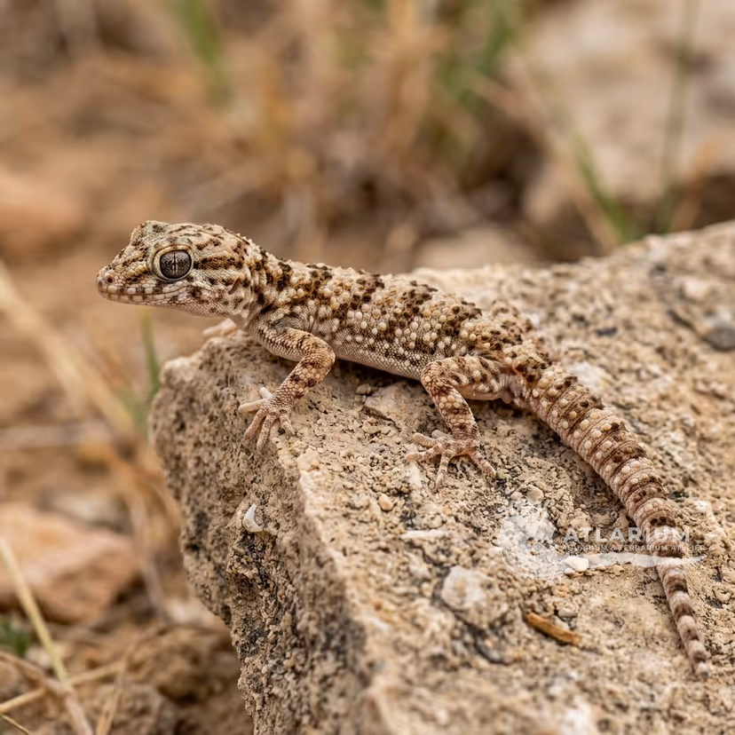 Viper Gecko