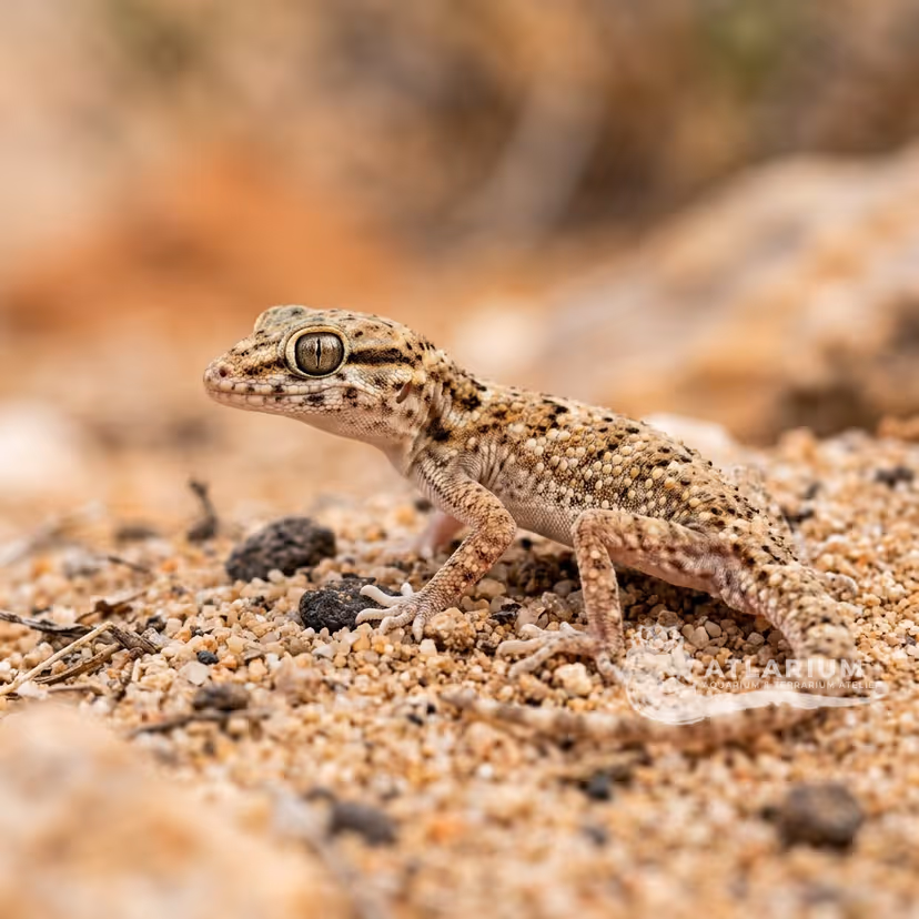 Geco della sabbia del nord (Tropiocolotes tripolitanus)