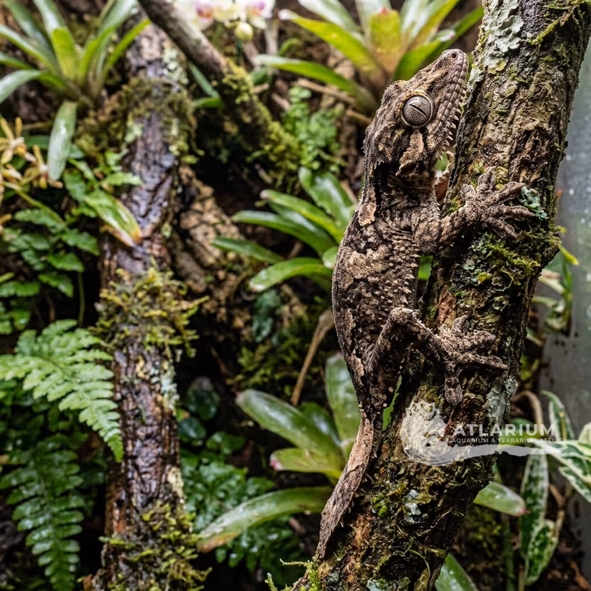 Henkel's Leaf-tailed Gecko (Uroplatus henkeli)