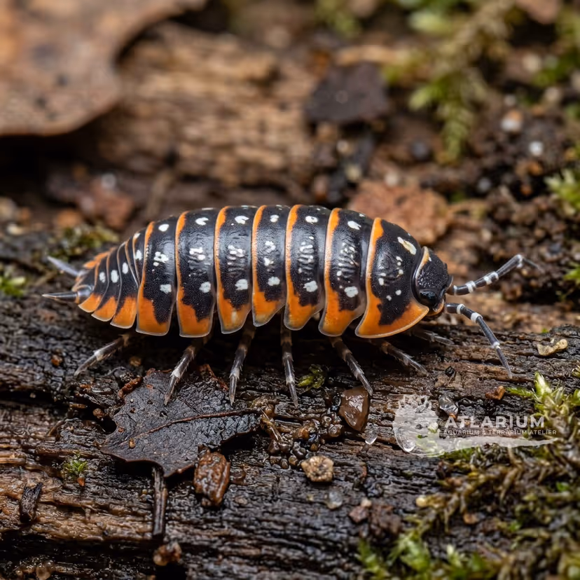 Clown Isopod (Armadillidium klugii 'Montenegro') (Armadillidium klugii 'Montenegro')