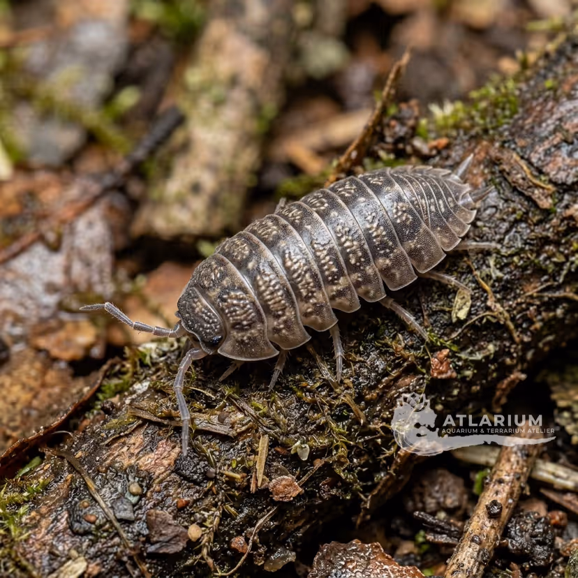 Isopode Decorato Greco (Werneri) (Armadillidium werneri)