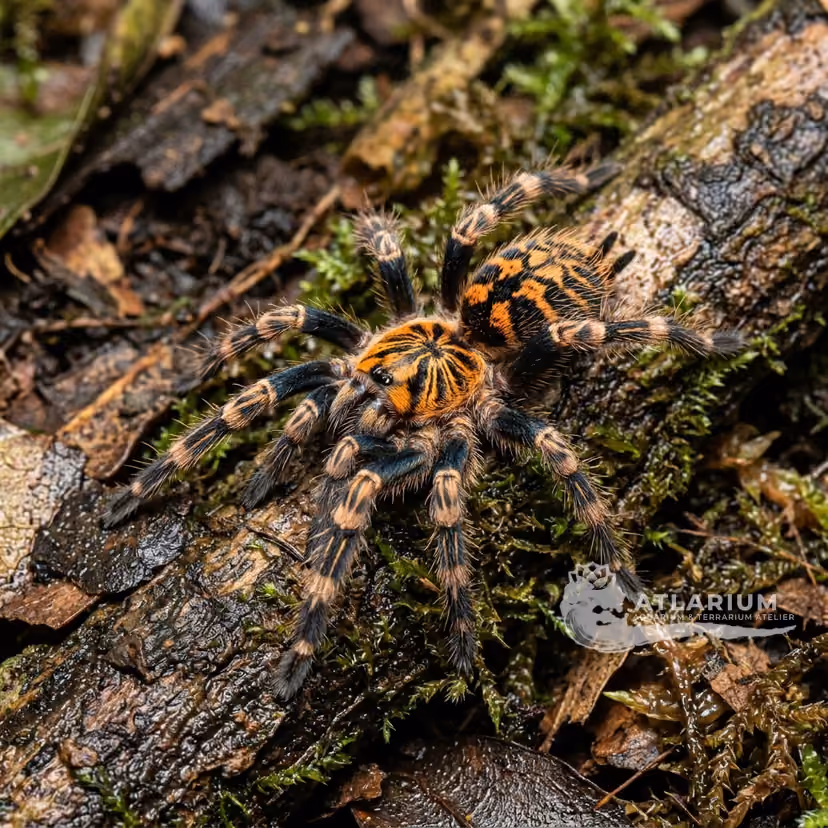 Trinidad Dwarf Tiger (Cyriocosmus elegans)